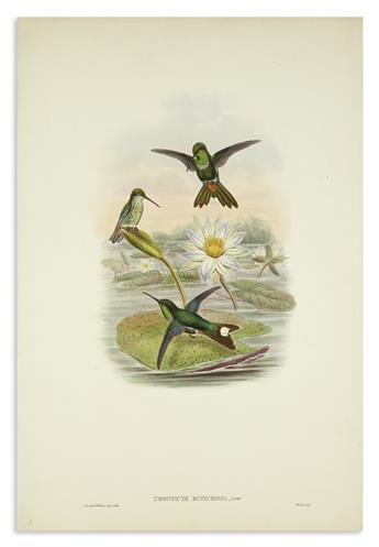 GOULD, JOHN. Group of 7 hand-colored lithographs of hummingbirds